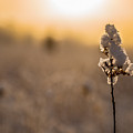 Winter Glow #1